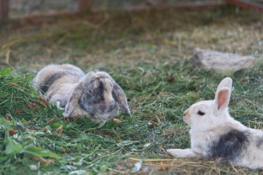 İki yerli tavşan birbirini takip ediyor. üreme süreci