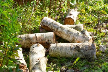 Ormanda yeşil çimlerin üzerinde huş ağacı yakacak.