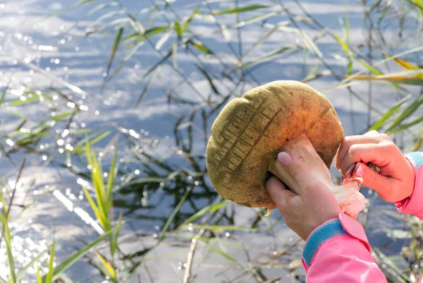 Девушка моет и чистит свежие грибы в природе — стоковое фото
