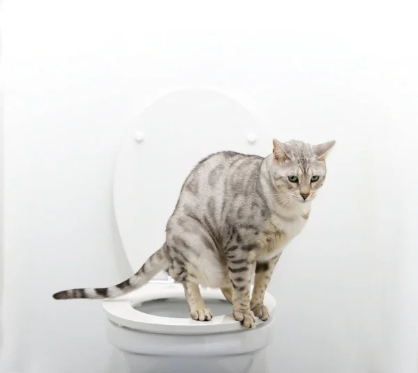 Bengal cat uses human toilet bowl instead of cat tray. Smart pet at home uses wc.