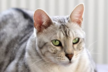 Güzel kedi kanepede uzanıyor ve dinleniyor. Güzel gümüş benekli Bengal kedisi.