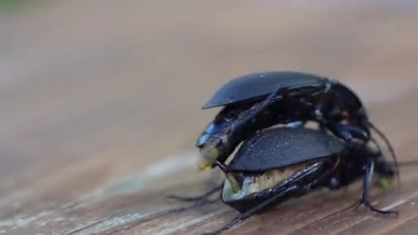 Darkling beetle Superworm або Zophobas morio. Два великих чорних жука розмножуються. — стокове відео
