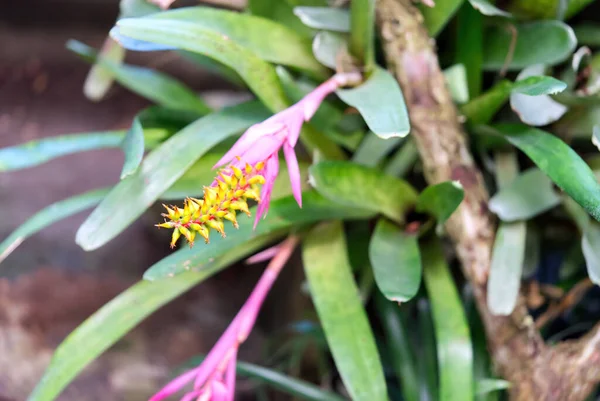 Close up of colorful Bromeliad plants in botanic garden — Fotografia de Stock
