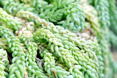 Botanik bahçesindeki inanılmaz tropikal bitki Estonya