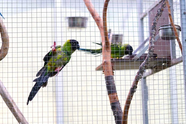 Beautiful wild parrot in a birdcage. — Stock Photo, Image