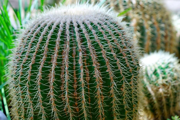 Beautiful green Cactus close-up. Echinopsis pachanoi plant. — Stock Photo, Image