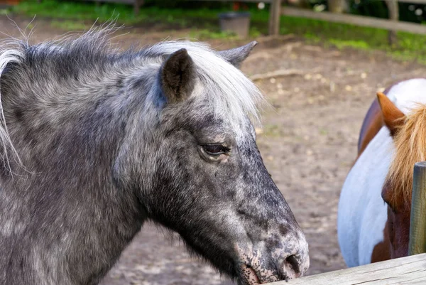 Primo piano di cavallo grigio scuro. Estonia, primo piano stabile Lagedi — Foto Stock