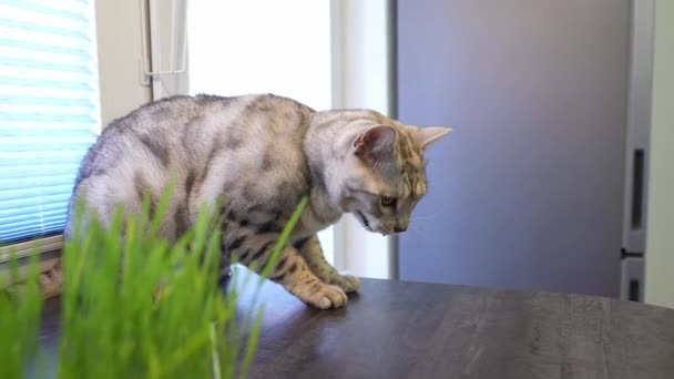 Cat is vomiting after eating grass. Sprouted oats for the health of pets. Silver spotted Bengal cat at home. — Stockvideo