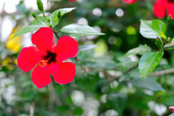 Botanik bahçesindeki Hibiscus rosa sinensis çiçeği — Stok fotoğraf