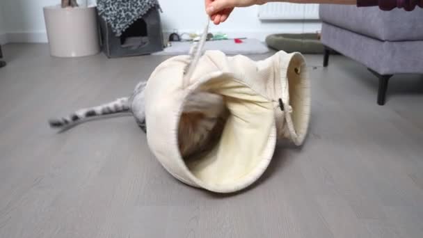 Gato jugando en un túnel con plumas. plata manchado bengala gato tiene divertido en mascota jugar túnel juguete. — Vídeo de stock