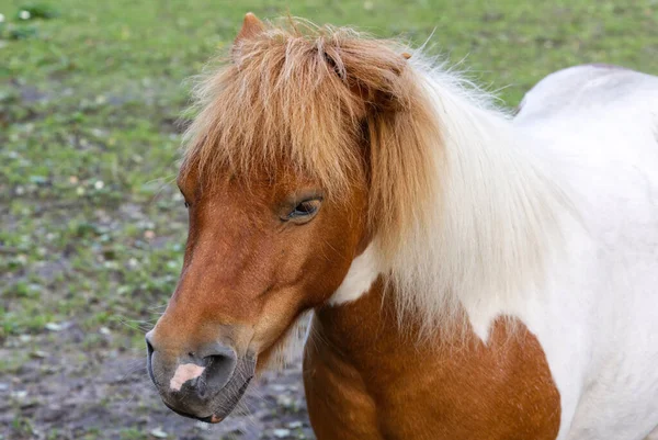 Zuring paard met blonde manen — Stockfoto