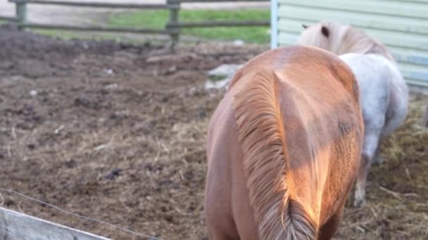 Pferde auf dem Hof. Ein braunes Pferd und ein weißes Pony gehen im Gehege. — Stockvideo