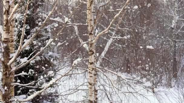 Nice view of the birch covered with snow. Snowing — Stock Video