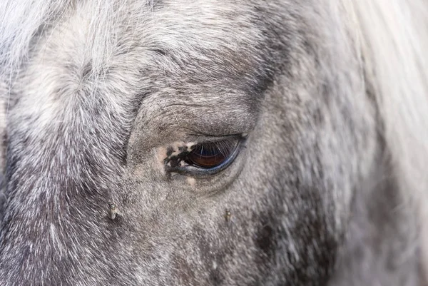 Donkergrijs paard close-up. Estland, stabiele close-up van Lagedi — Stockfoto