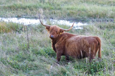 Büyük kahverengi boynuzlu inek Saaremaa adasında.