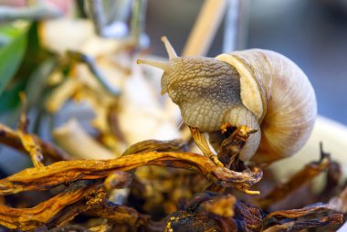 Salyangoz orkide kökleri üzerinde yürüyor. Helix Pomatia vahşi doğada.