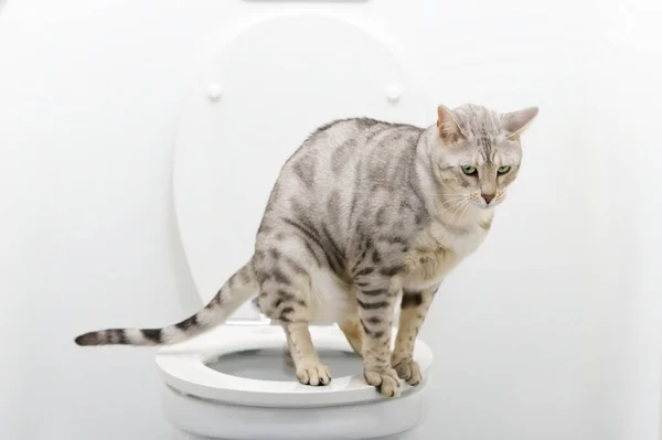Bengal cat uses human toilet bowl instead of cat tray. Smart pet at home uses wc.