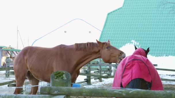 Konie wolno poruszające się grające ze sobą, jeden gryzł drugiego. Koń podnosi się i kopie. Jeden koń w pelerynie. Wczesną wiosną. śnieg w miejscach. — Wideo stockowe