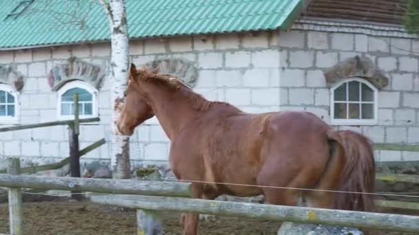 Konie wolno poruszające się grające ze sobą, jeden gryzł drugiego. Koń podnosi się i kopie. Jeden koń w pelerynie. Wczesną wiosną. śnieg w miejscach. — Wideo stockowe