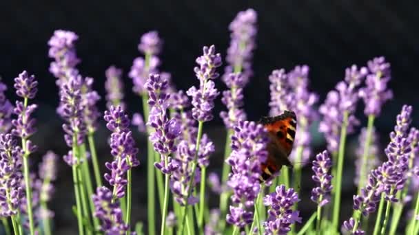 Hermosa mariposa en flor de lavanda. Vídeo en cámara lenta Macro. Florecientes flores violetas fragantes en el campo de verano. 4K — Vídeos de Stock