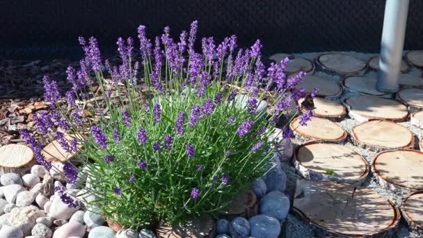 Kupu-kupu indah pada bunga Lavender. Video gerak lambat Macro. Violet mekar wangi bunga di musim panas lapangan. 4K — Stok Video