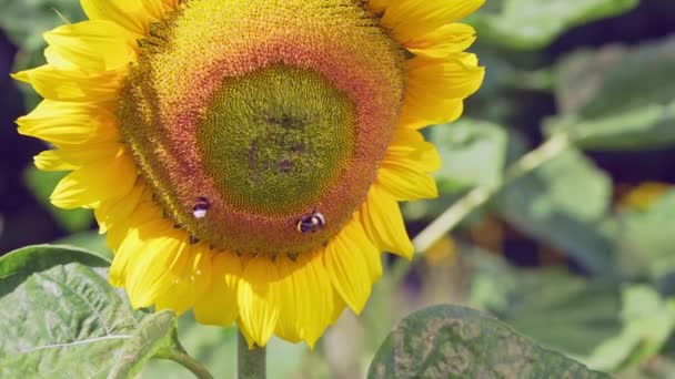 Bourdon sur tournesol collecte nectar vue de près. Macro vidéo de fleur pollinisatrice d'abeilles en été au ralenti — Video