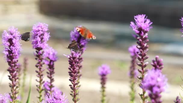 Mariposas y abejas en las flores del prado balanceándose maravillosamente en el viento. polinización de plantas. Día soleado de verano. Movimiento lento — Vídeos de Stock