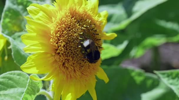 Bumble bee on sunflowercollecting nectar close up view. Macro video of bee pollinating flower in summer time slow motion — Stock Video