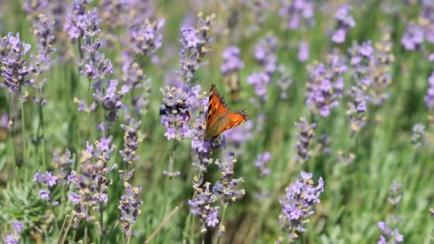 Fjärilar och bin på äng blommor svajande vackert i vinden. pollinering av växter. Sommaren solig dag. Långsamma rörelser — Stockvideo