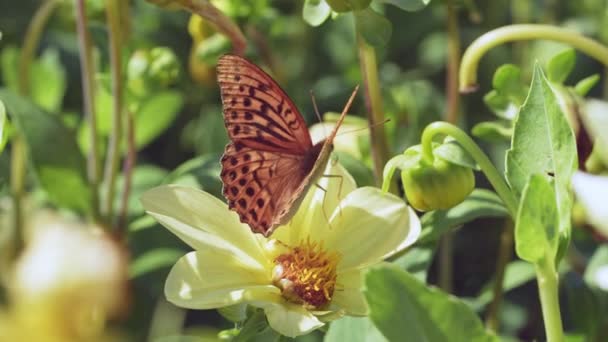 Schmetterlinge und Bienen auf Wiesenblumen wiegen sich schön im Wind. Bestäubung von Pflanzen. Sommersonniger Tag. Zeitlupe — Stockvideo
