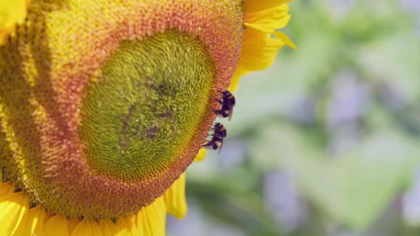 Bourdon sur tournesol collecte nectar vue de près. Macro vidéo de fleur pollinisatrice d'abeilles en été au ralenti — Video