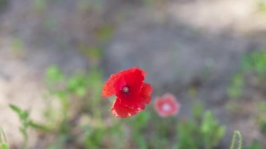 Kırmızı bir gelincik, taç yaprağı çiçeğine yakın. Otlaktaki gelincikler rüzgarla savruluyor. Çiçek açan gelinciklerin yakın çekimi. Yavaş çekim Makro odak.
