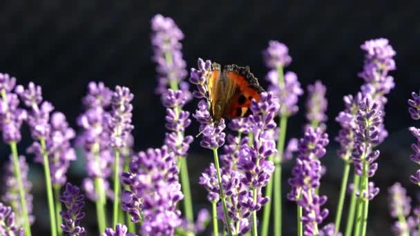 Mooie vlinder op lavendelbloem. Macro Slow motion video. Bloeiende Violet geurende bloemen op het zomerveld. 4K — Stockvideo