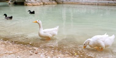 Atina merkez parkındaki göletin kenarındaki ördekler.