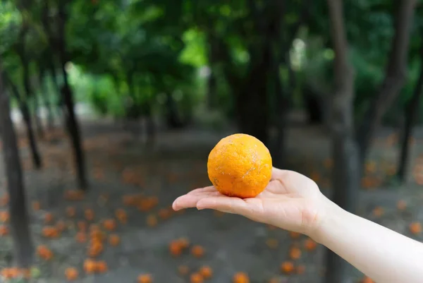 Pomeranč v ruce v centrálním parku Atény — Stock fotografie