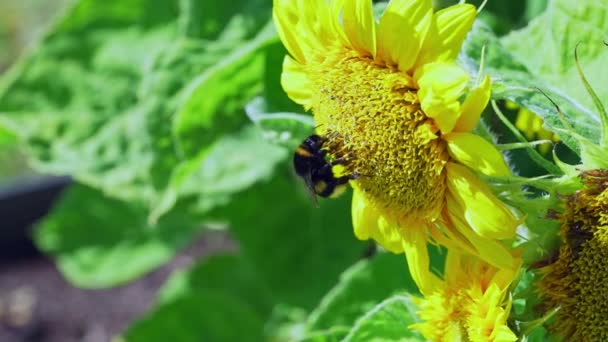 Hommel bij op zonnebloemverzamelen nectar van dichtbij bekijken. Macro video van bij bestuivende bloem in de zomer slow motion — Stockvideo