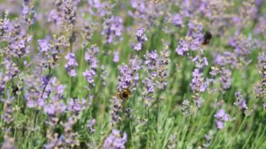 Kelebekler ve çayır çiçeklerindeki arılar rüzgarda güzel bir şekilde sallanıyorlar. Bitkilerin tozlaşması. Yaz güneşli bir gün. Yavaş çekim