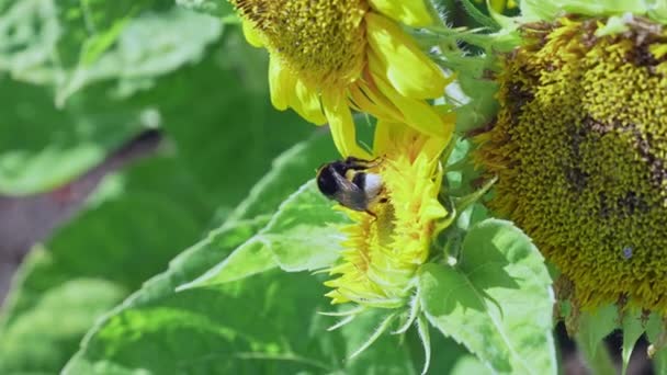 Bourdon sur tournesol collecte nectar vue de près. Macro vidéo de fleur pollinisatrice d'abeilles en été au ralenti — Video