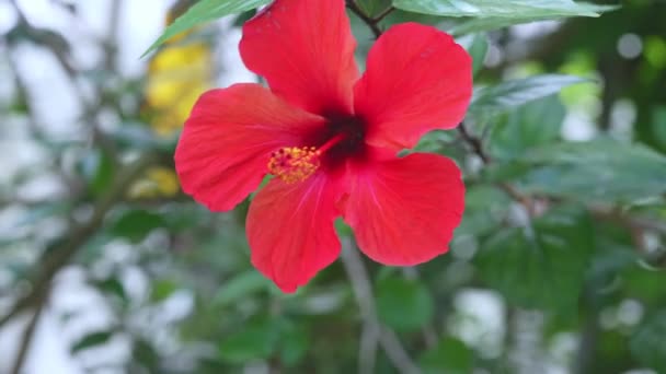Hawaiianischen Hibiskus tropische Blume schwankt schön im Wind. Zeitlupe aus nächster Nähe — Stockvideo