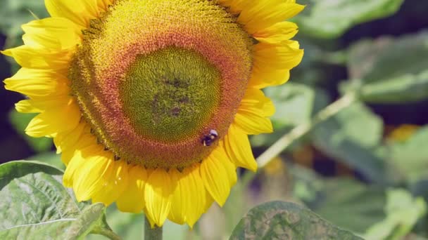 Bourdon sur tournesol collecte nectar vue de près. Macro vidéo de fleur pollinisatrice d'abeilles en été au ralenti — Video