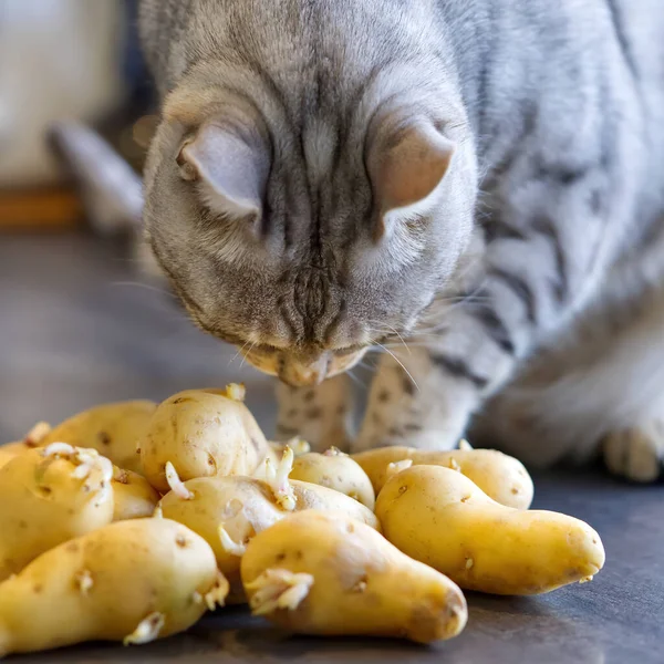 Bengal kedisi filizlenmiş patateslerin yanına oturur. Kedi çiğ patates koklar.