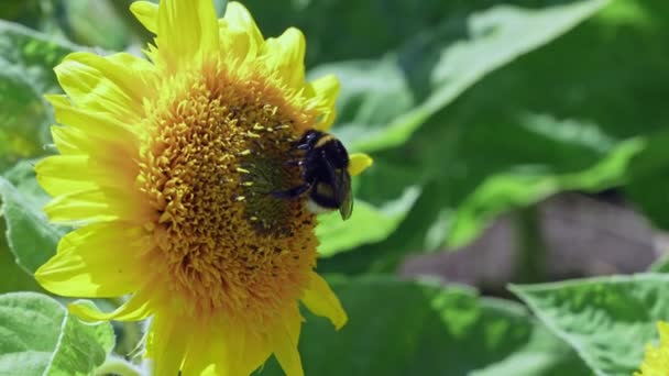 Abejorros abejorros en sunflowercollecting néctar vista de cerca. Macro video de la flor polinizadora de abejas en verano cámara lenta — Vídeos de Stock