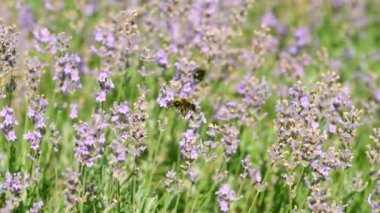 Kelebekler ve çayır çiçeklerindeki arılar rüzgarda güzel bir şekilde sallanıyorlar. Bitkilerin tozlaşması. Yaz güneşli bir gün. Yavaş çekim