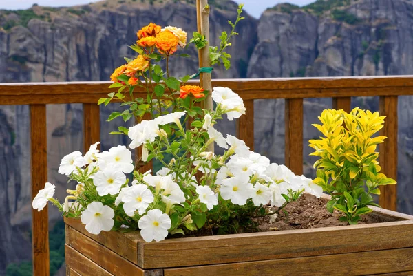 Λουλούδια σε γλάστρες στην αυλή του μοναστηριού των Μετεώρων. Ορεινή και όμορφη θέα — Φωτογραφία Αρχείου