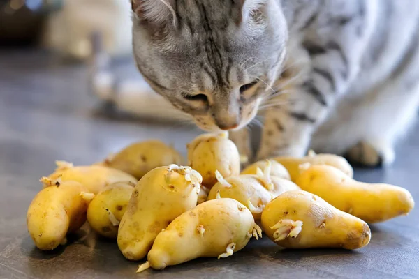 El gato de Bengala se sienta junto a las papas germinadas. El gato huele papas crudas —  Fotos de Stock
