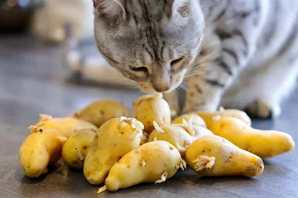 Bengal kedisi filizlenmiş patateslerin yanına oturur. Kedi çiğ patates koklar.
