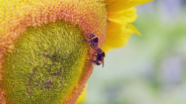 Шмель на подсолнухе, вид крупным планом. Макровидео опыляющего цветка в летнее время замедленная съемка — стоковое видео