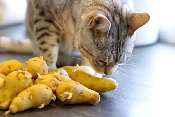 Bengal kedisi filizlenmiş patateslerin yanına oturur. Kedi çiğ patates koklar.