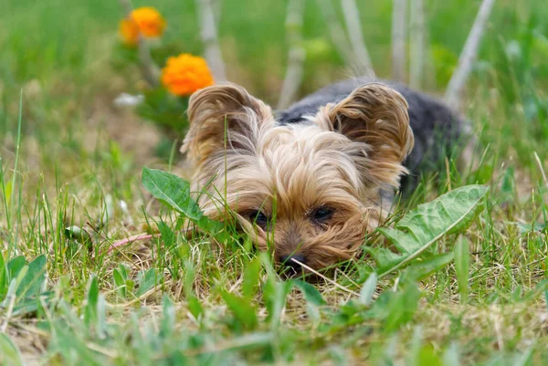 Yorkshire Terrier Cachorro Encuentra Hierba Primavera Baja Cerca Las Flores —  Fotos de Stock