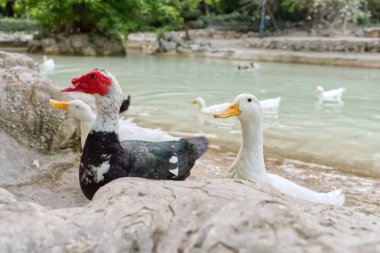 Muscovy ördeğinin kırmızı yüzü ve göletin yanındaki diğer beyaz ördekler. Kapat.